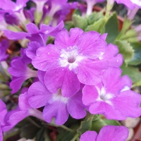 Primula  'Lilac Fairy'